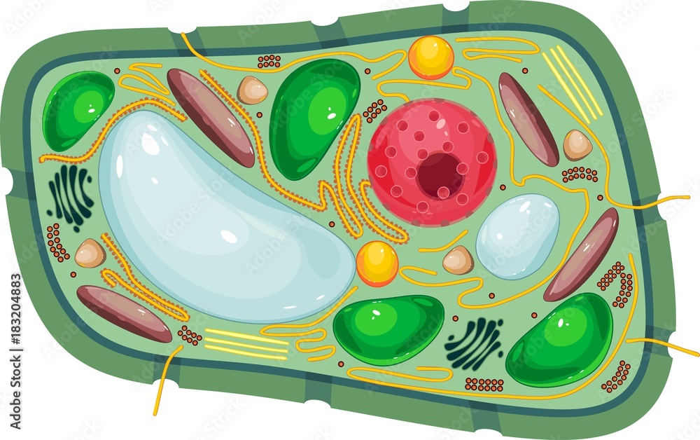 Plant cell structure Stock Vector | Adobe Stock