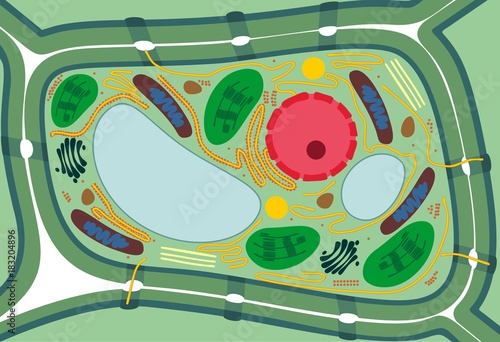 Plant cell structure