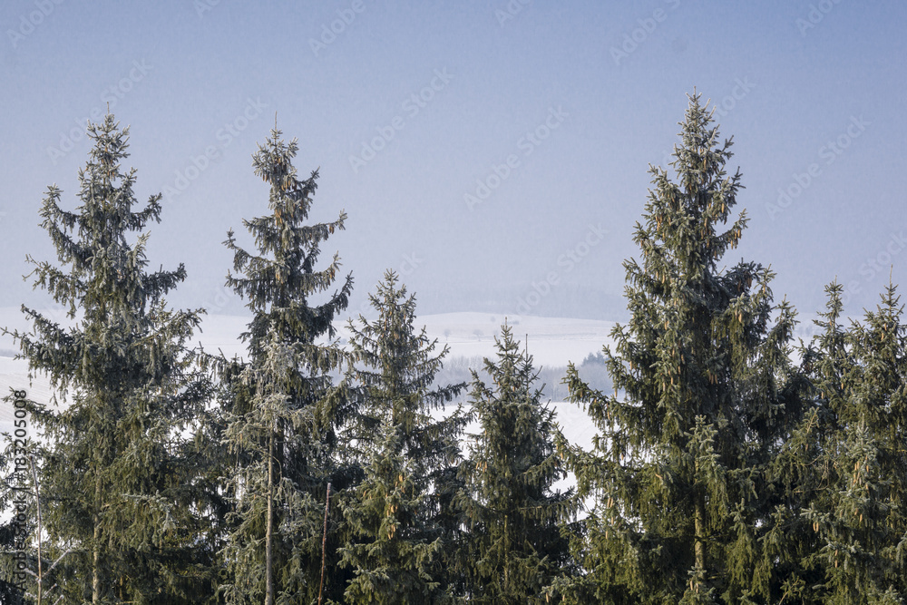 Tannen mit Raureif im Winter Tannen mit Raureif im Winter