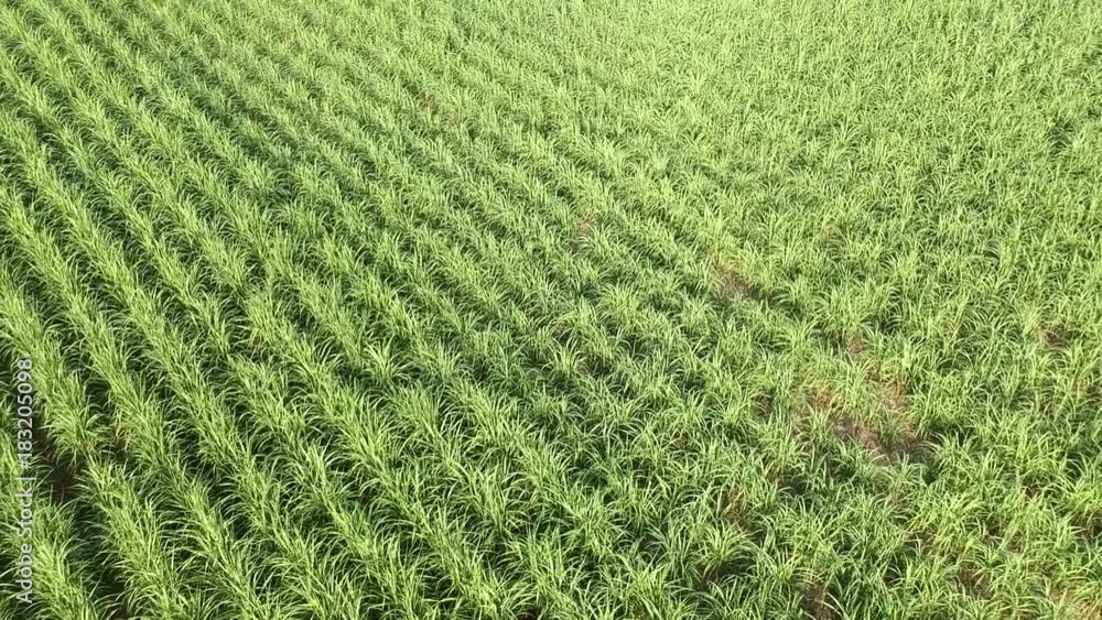 The sugar cane farm in aerial view with the sunlight. The sugar cane farm in aerial view with the sunlight.