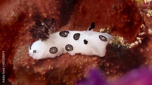 White blackspotted nudibranch, sea slug, Jorunna funebris, portrait, WAKATOBI, Indonesia, Nov 2017, slow motion photo