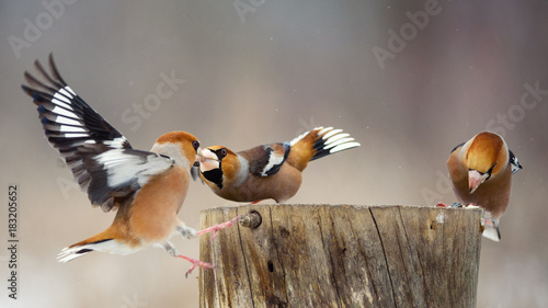 Fotografia, Obraz three hawfinch (Coccothraustes coccothraustes) on the winter bird feeder