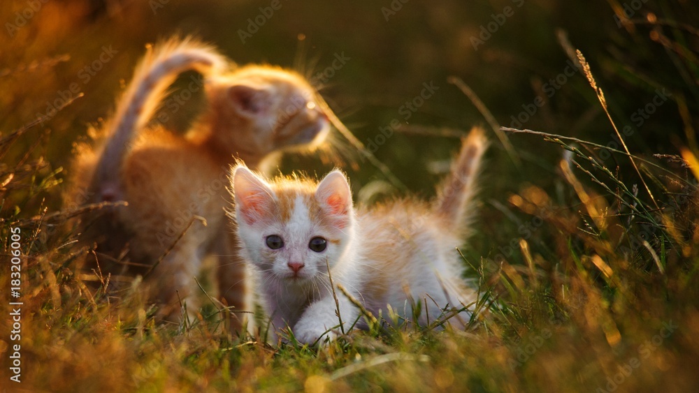 Obraz premium Two Cute young baby red kitten on a beautiful light
