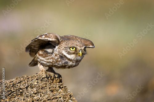 little owl (Athene noctua) is on the stone on a beautiful background