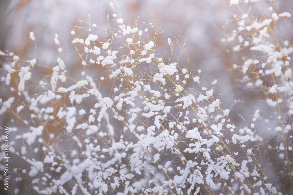 Naklejka premium winter, frost, nature landscape on the grass covered with frost and snow