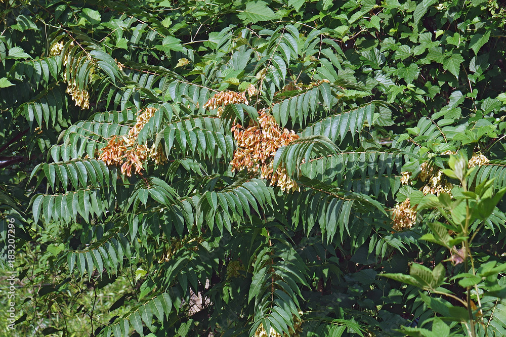 Obraz premium Ailanthus (Ailanthus altissima). Called Tree of heaven also
