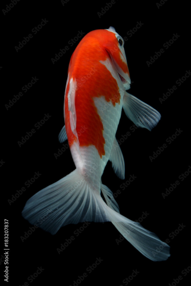 Naklejka premium Koi fish Red and white