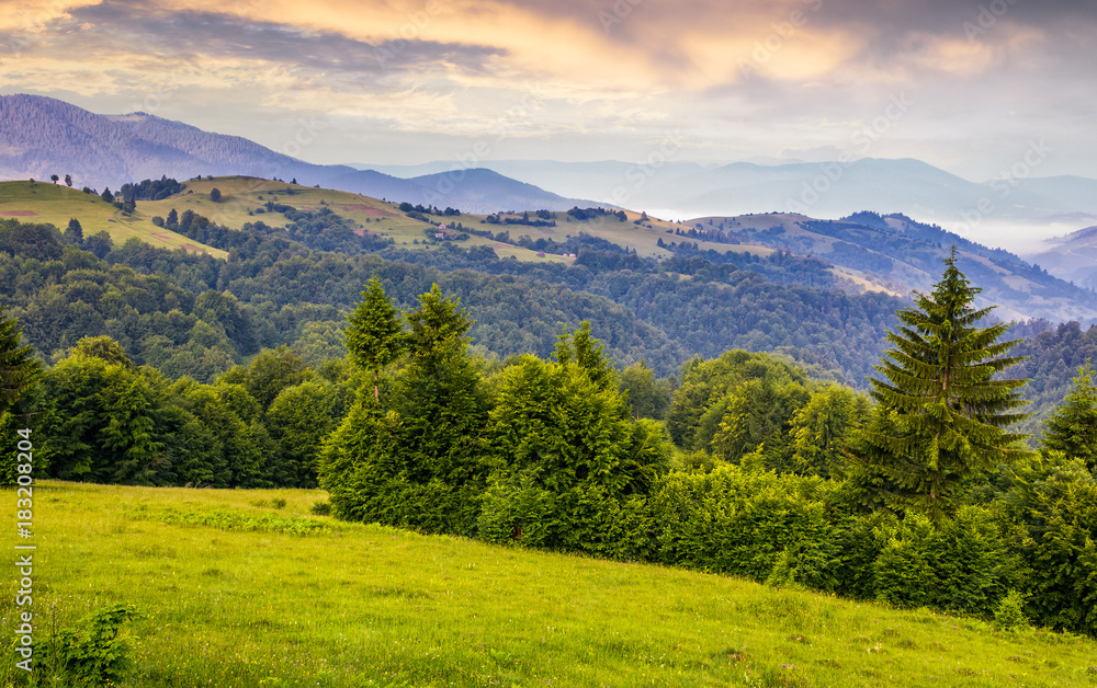 green meadows and forest of the Carpathians. beautiful landscape in mountains at purple sunrise in summer