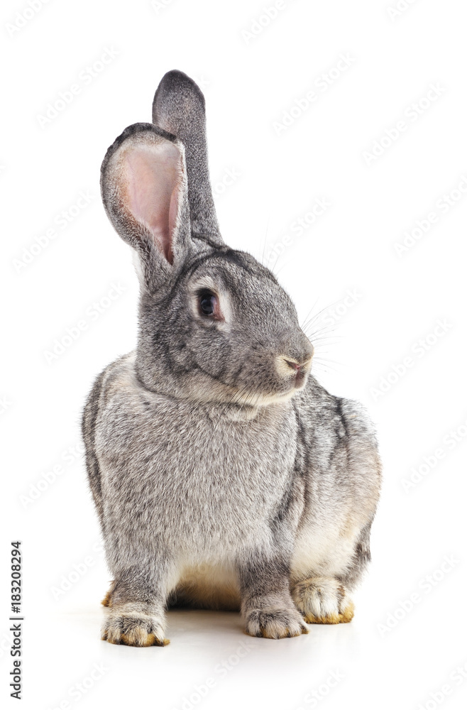 Obraz premium Grey baby rabbit.