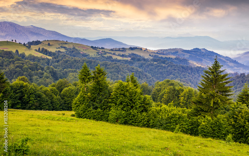 green meadows and forest of the Carpathians. beautiful landscape in mountains at purple sunrise in summer