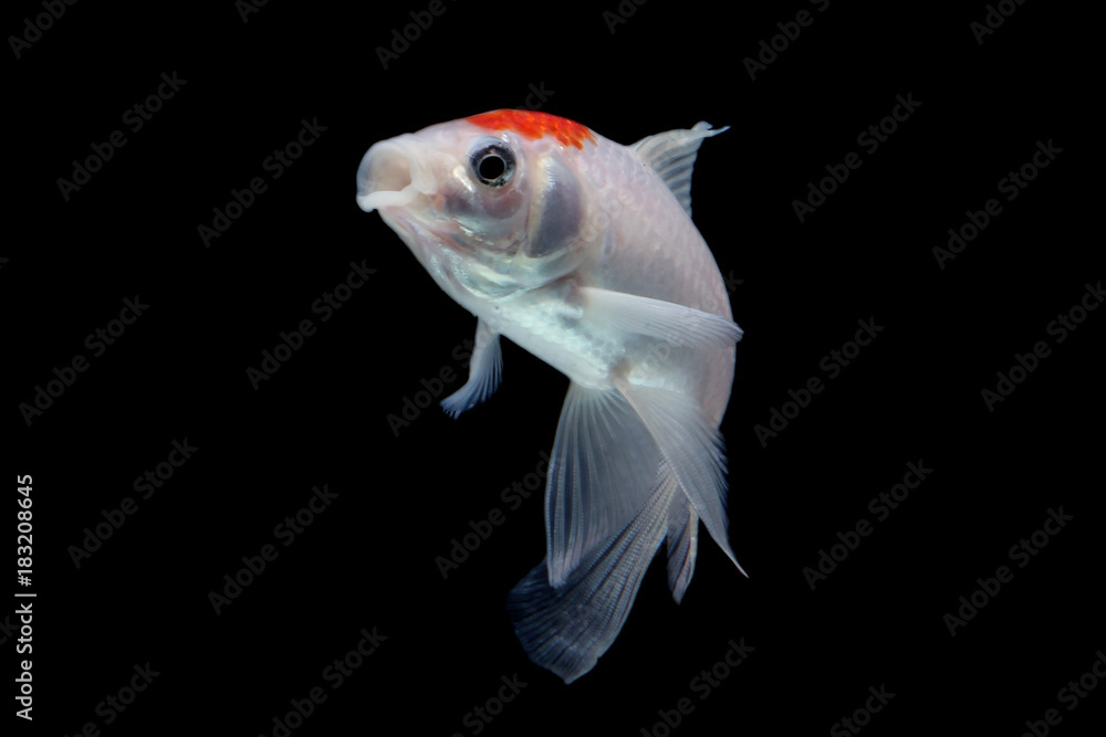 Koi fish Red and white Koi fish Red and white