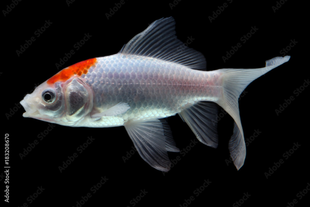 Koi fish Red and white Koi fish Red and white
