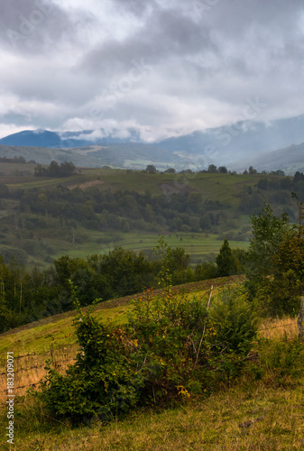 rural area in mountains on a cloudy foggy morning. gloomy but gorgeous landscape with trees and fields on a rolling hills in autumn