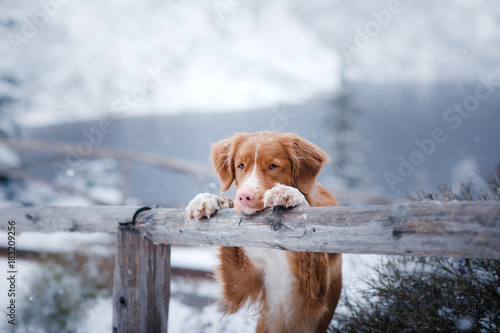 The Nova Scotia duck tolling Retriever dog in winter mountains photo