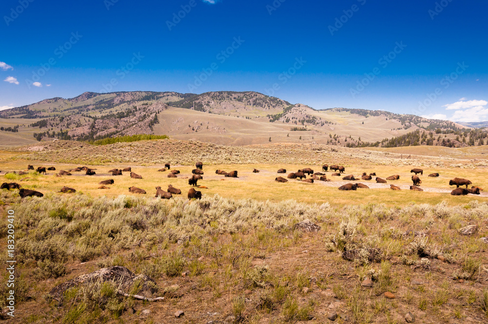 A herd of bison in the Yellowstone national park A herd of bison in the Yellowstone national park