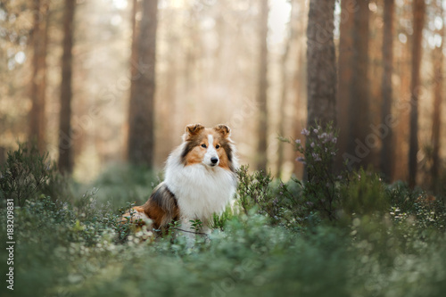 Fototapeta Naklejka Na Ścianę i Meble -  Sheltie dog in the forest