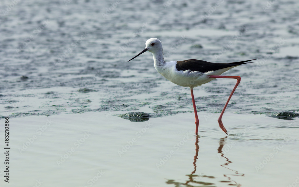 Black-winged Stilt. Black-winged Stilt.