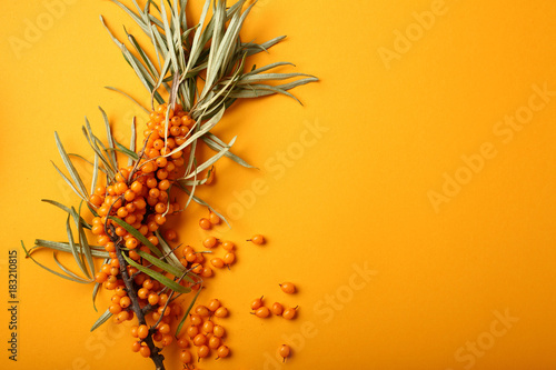 One branch of ripe sea buckthorn on yellow background photo