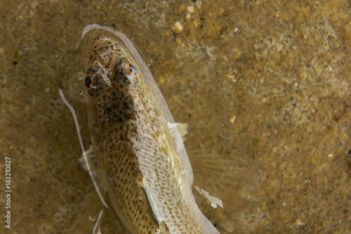 Pesce Tracina,ritratto, Echiichthys vipera,su sabbia photo