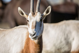 The Sahara oryx