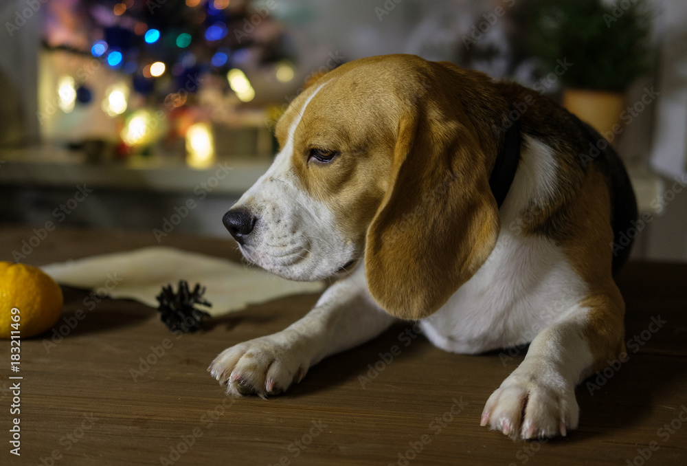 Dog portrait Beagle on the background of Christmas lights