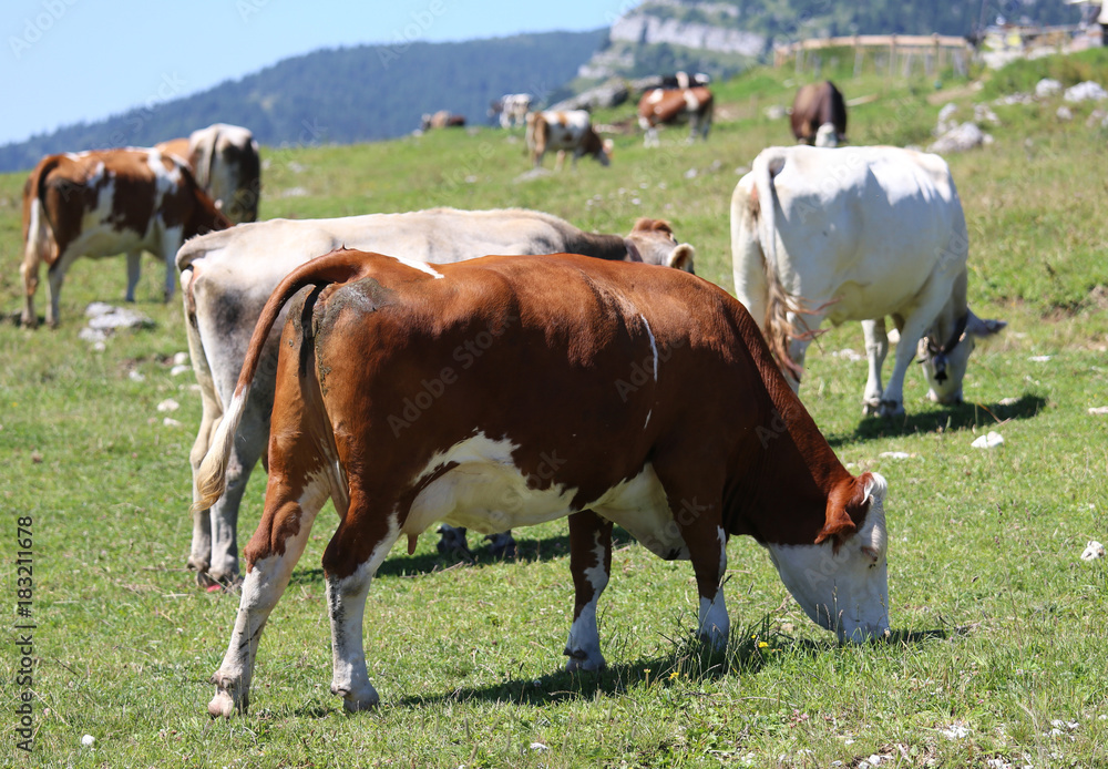 cows grazing in the green mountain meadow