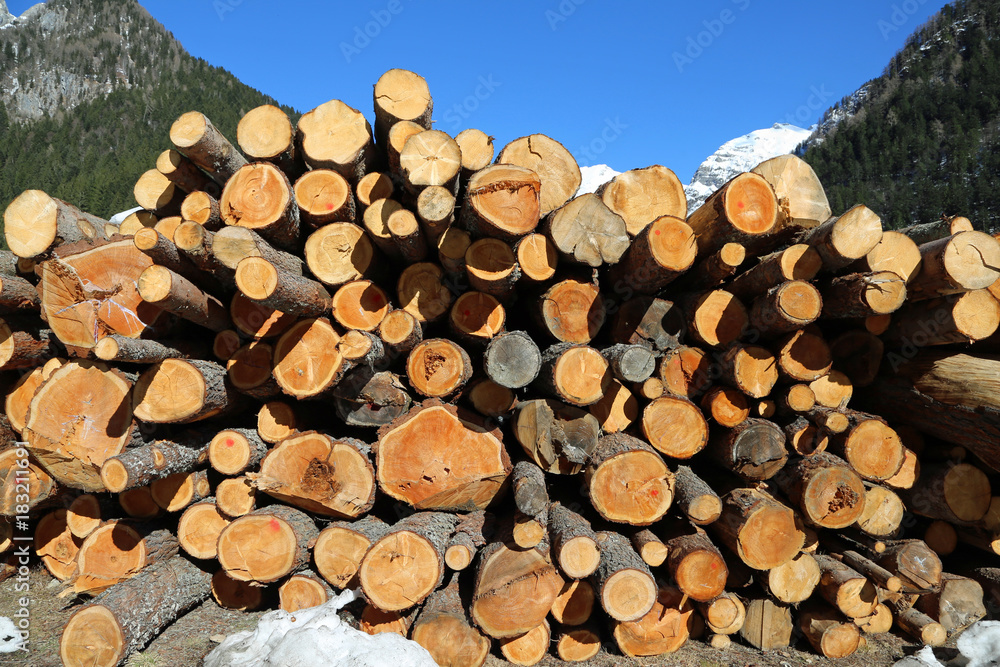 cut logs by the lumberjack and the pile of wood with blue sky ba