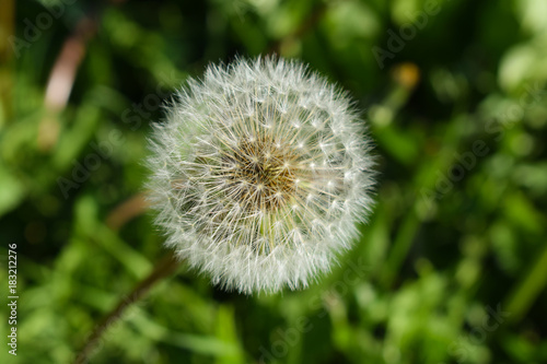 Dandelion - a genus of perennial herbaceous plants of the family Astropey  or Complex  on a green blurred background.