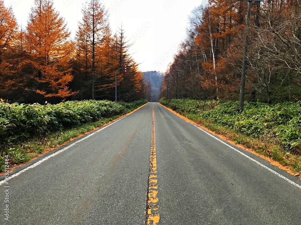 Highroad surrounded by grass and autumn forest Highroad surrounded by grass and autumn forest