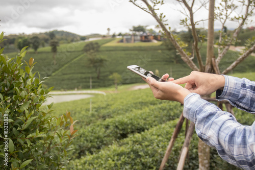 Hand hold smart phone and touch on screen at tea farm. business concept