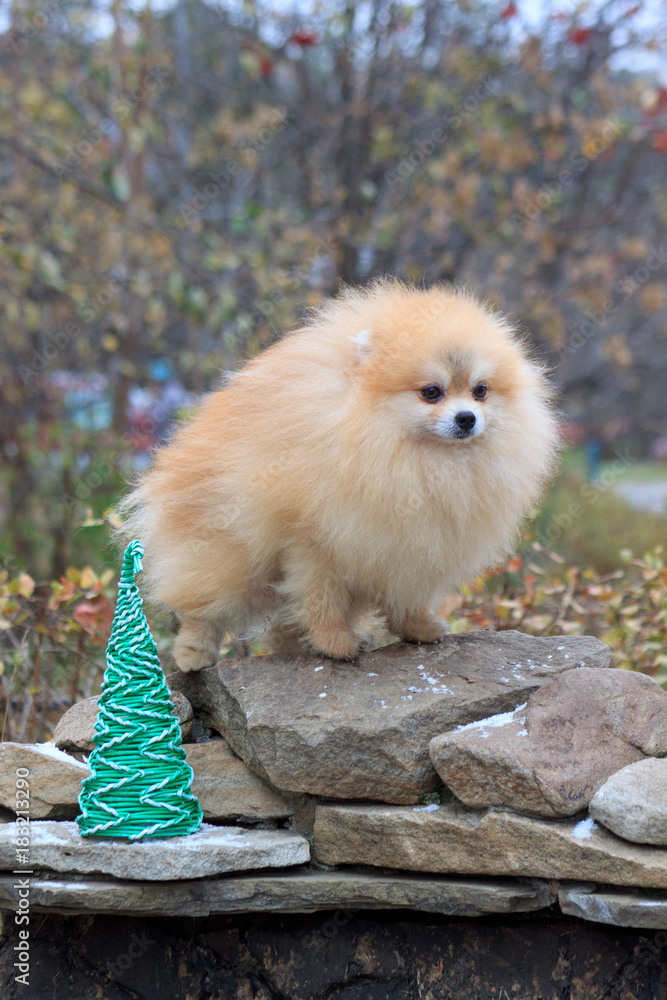 Pomeranian puppy is standing on a gray stones.
