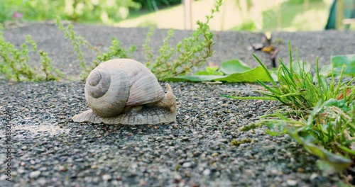 Snail moving over rock and green grass in garden photo