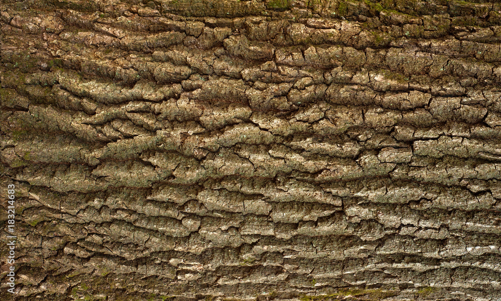 Embossed texture of the brown bark of a tree with green moss and blue lichen on it. Relief creative texture of an old oak bark. Embossed texture of the brown bark of a tree with green moss and blue lichen on it. Relief creative texture of an old oak bark.