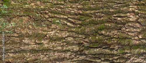 Relief texture of the brown bark of a tree with green moss and lichen on it. Long panoramic image of a tree bark texture.