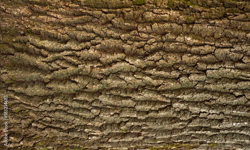 Embossed texture of the brown bark of a tree with green moss and blue lichen on it. Relief creative texture of an old oak bark.