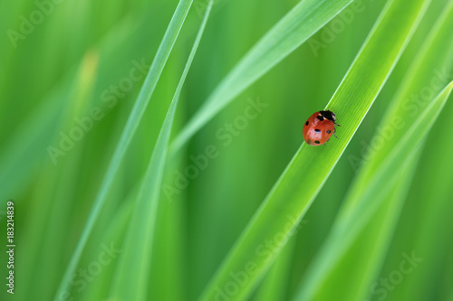 red ladybird on green grass