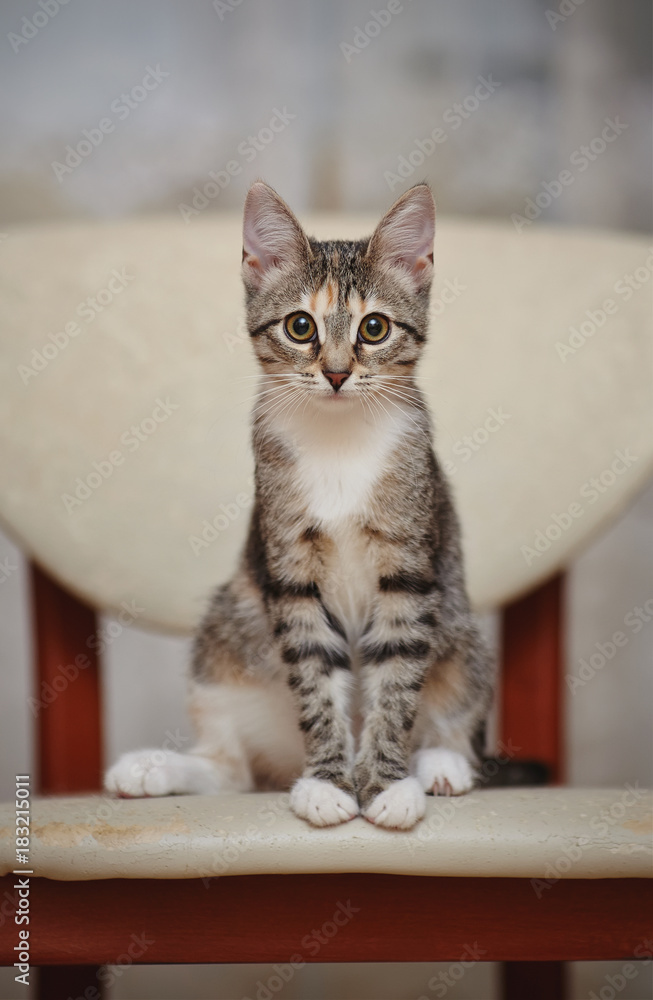 The young striped domestic cat sits on a chair.