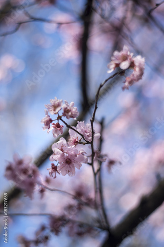 Cherry Blossom with blue sky © leelakajonkij