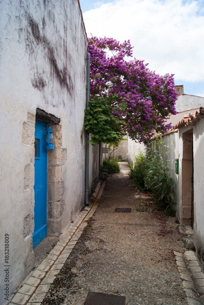 magnifique lilas des Indes 