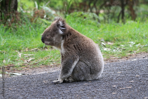 Photography Different views of wild koalas