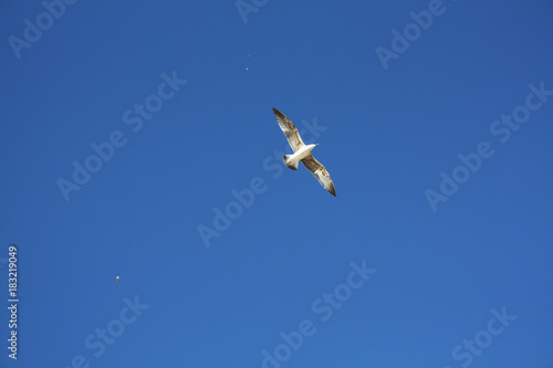 gull in the sky