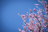 Cherry Blossom with blue sky