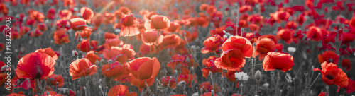 panorama with red poppies, selective color