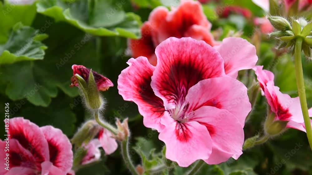 Pink geranium flowers on the flowerbed. HD video static camera. Pink geranium flowers on the flowerbed. HD video static camera.