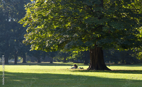 Big oak in the Kensington park
