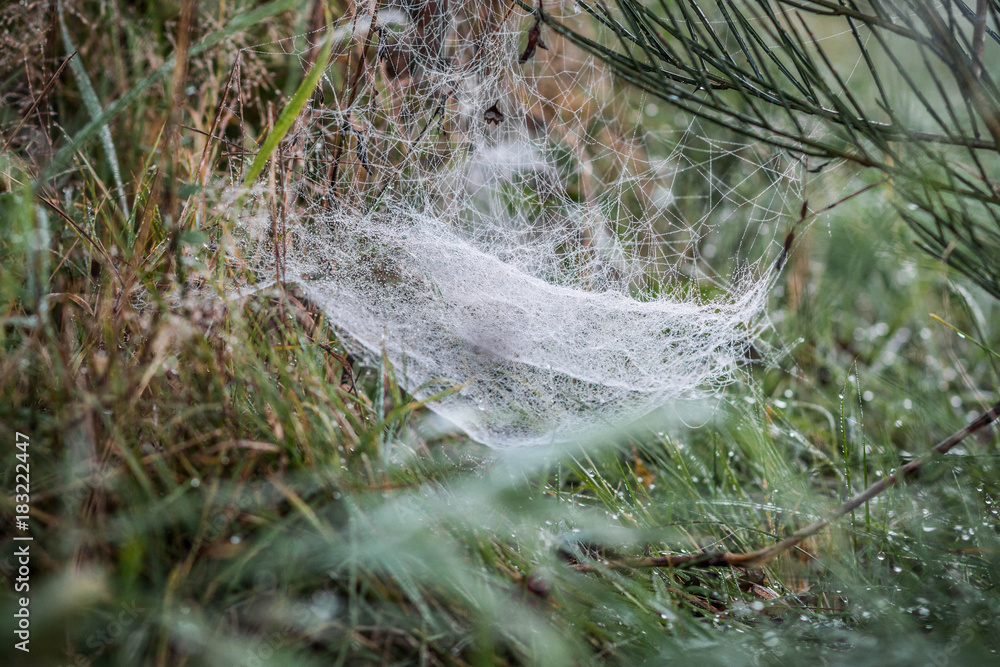 Spinnennetz im Morgentau Spinnennetz im Morgentau