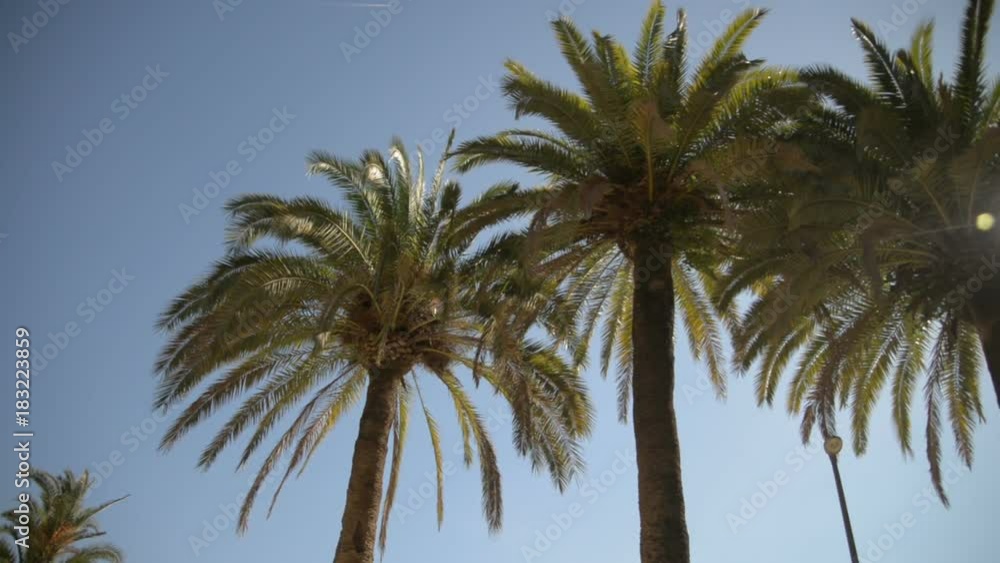 Branches of date palms under blue sky. View into the sky through a date palm in Barcelona Branches of date palms under blue sky. View into the sky through a date palm in Barcelona