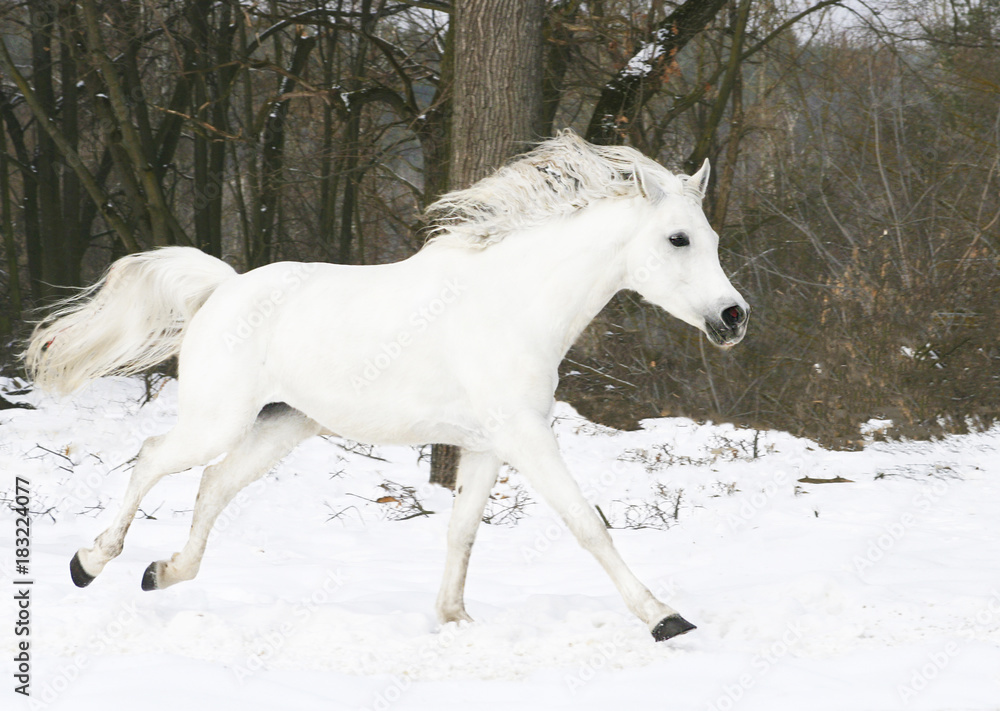 The purebred Arabian horse gallops through the snow