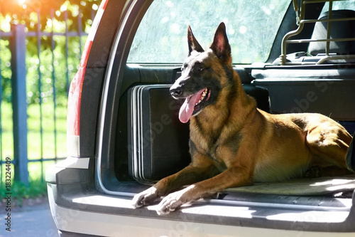 The malinois shepherd dog is protecting the car. The owner of that car doesn't need an alarm.