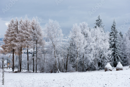 Christmas background with snowy trees